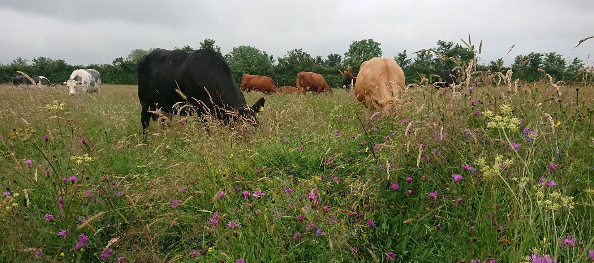 Waterhay Farm suckler herd by Andy Rumming