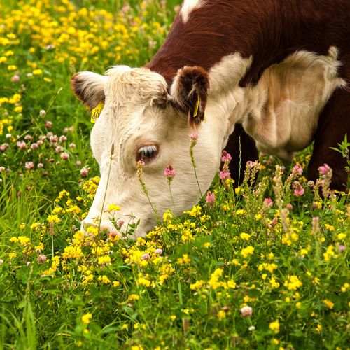 Cotswold Beef by Ian Boyd