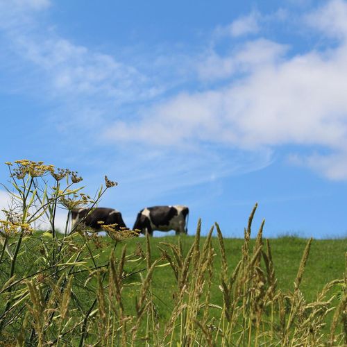 Farm for Profit and Nature at MSO (Maximum Sustainable Output)