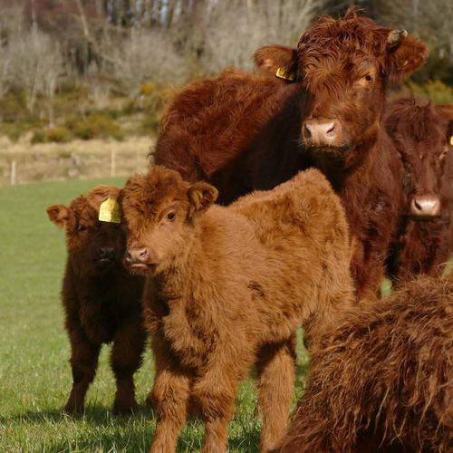 Certified Edinvale Farm