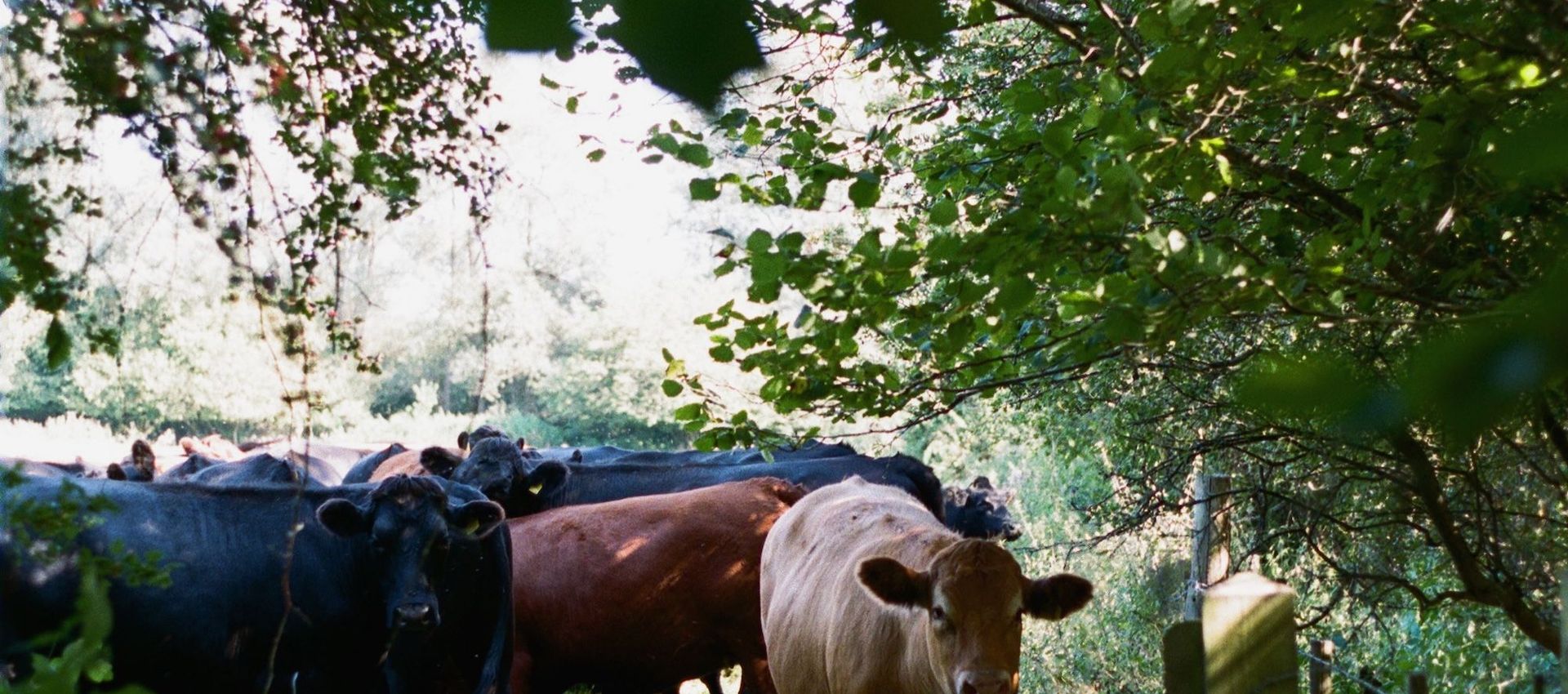 Certified Limden Brook Organic, grass fed beef