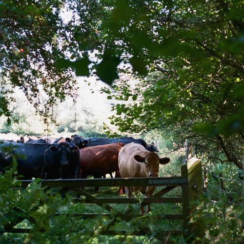 Certified Limden Brook Organic, grass fed beef