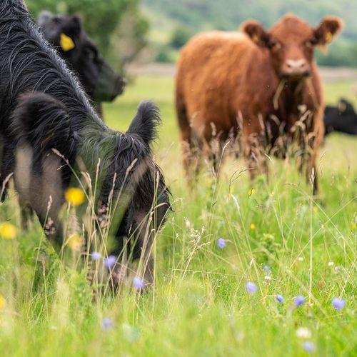 Hill Top Farm mob grazing by Gail Caddy