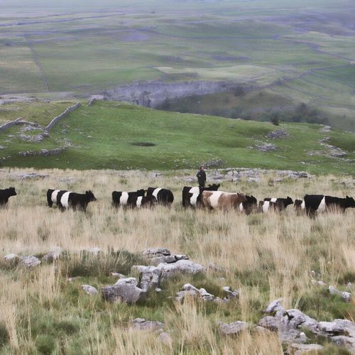 Cattle moving across hillside landscape