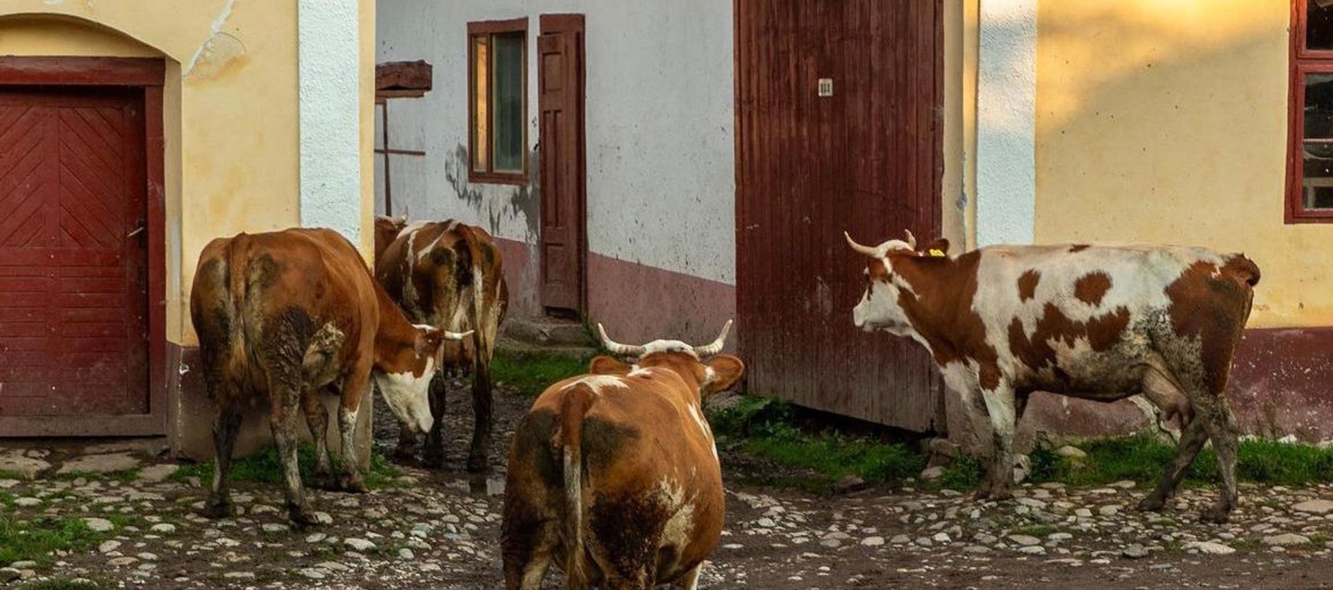 Cows coming home in the evening in Transylvania
