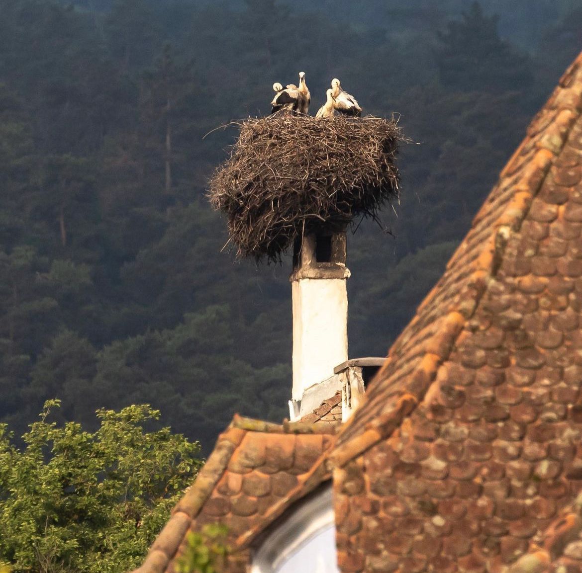 Storks on roof