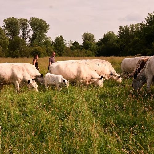 Image of who Great Cotmarsh Farm is