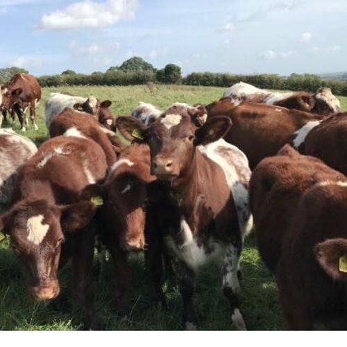 J.D. & M.E. Hill - Pasture for Life certified farm