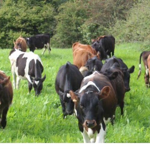 Sooo Good Organic Produce - Pasture for Life certified farm