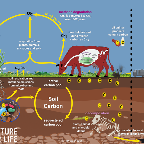 Ruminants and the Natural Carbon Cycle