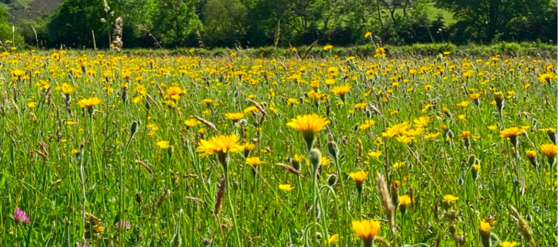 Species rich meadow source: Plantlife