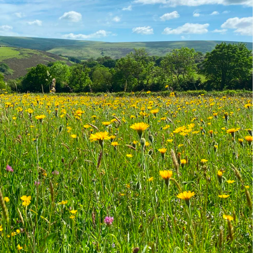 Species rich meadow source: Plantlife