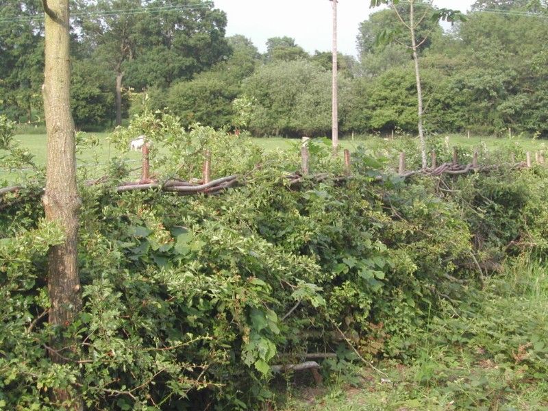 Fidelity Weston and Romshed Farm - laidhedgejoiningwoodland