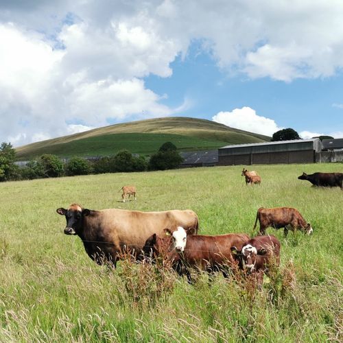 Image of who Farm on the Fell is